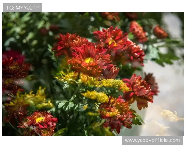 亚博YaBo真人游戏：体验最真实的线上娱乐盛宴，尽享高品质的互动体验